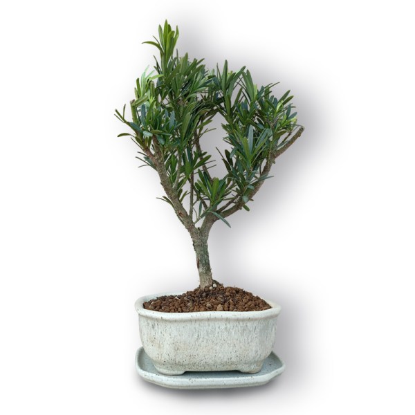 Bonsai Buddas priede (3043)