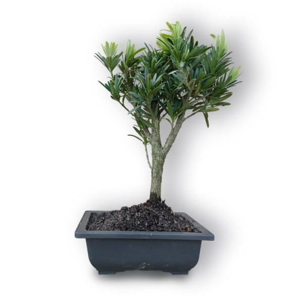 Bonsai Buddas priede (3047)