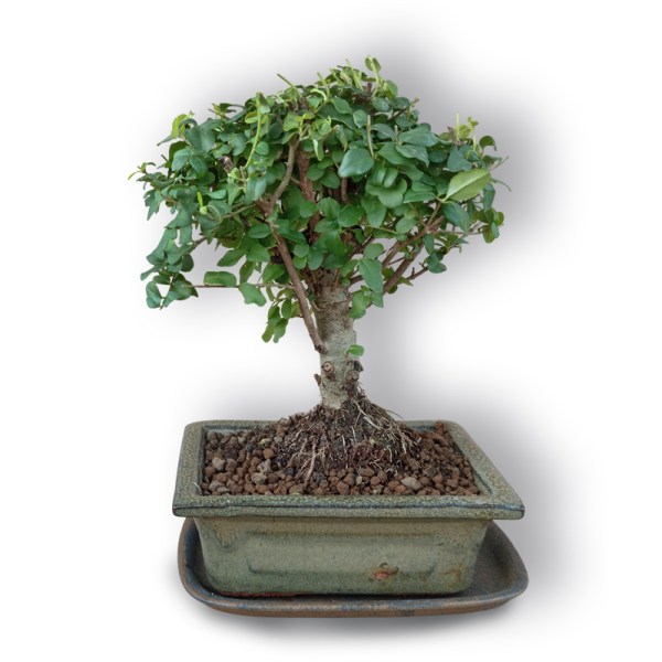 Bonsai Ķīniešu Ligustrs (3048)