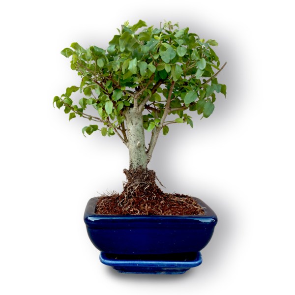 Bonsai Ķīniešu Ligustrs (3049)