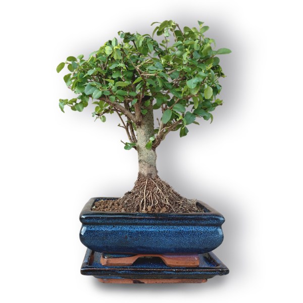 Bonsai Ķīniešu Ligustrs (3050)