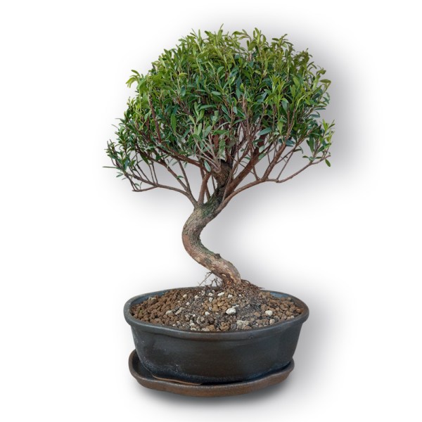 Nagliņkoks bonsai stilā