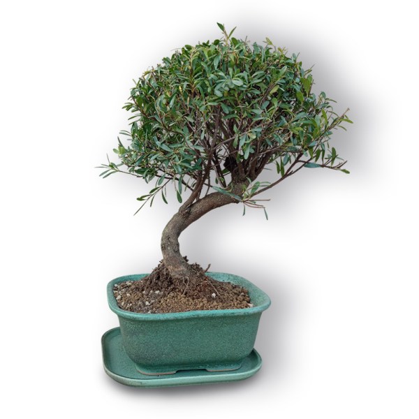 Nagliņkoks bonsai stilā