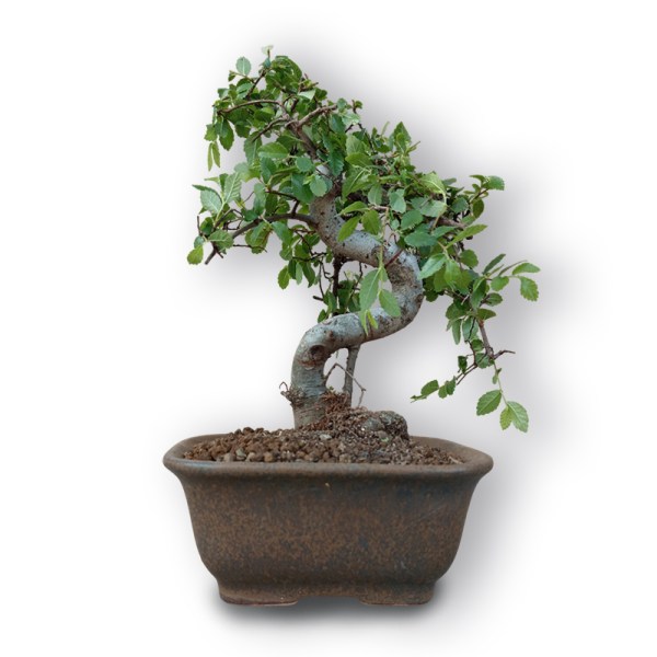 Ķīnas goba bonsai stilā