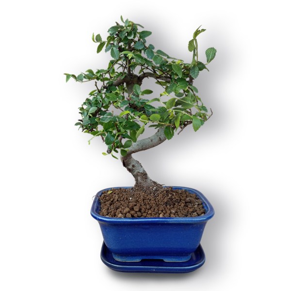 Ķīnas goba bonsai stilā