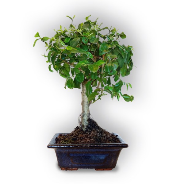 Bonsai Ķīniešu Ligustrs (8060)