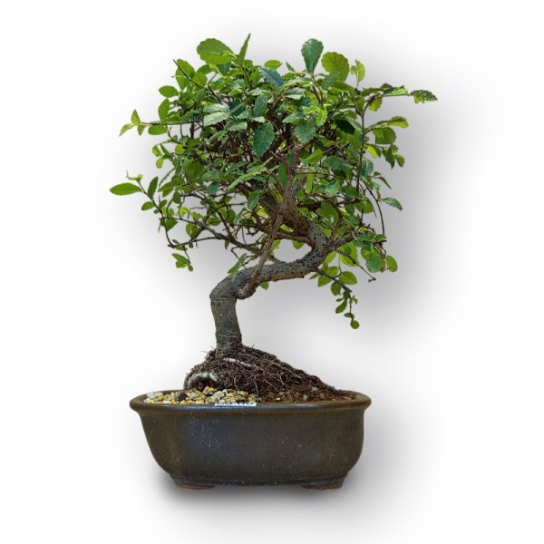 Ķīnas goba bonsai stilā