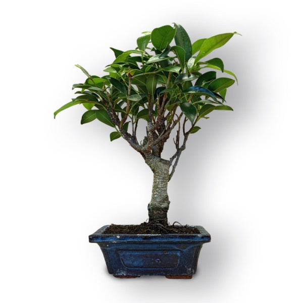 Bonsai fikuss (8073)