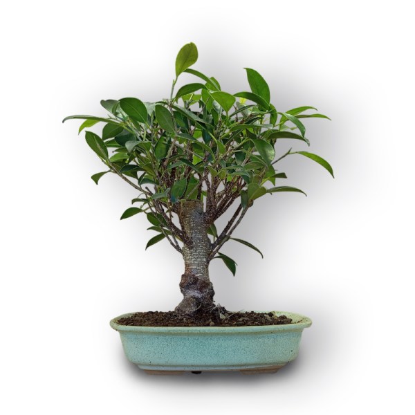 leyland zypresse bonsai Grne Leyland-Zypresse (Cupressocyparis leylandii) | 100-125 cm mit  Wurzelballen
