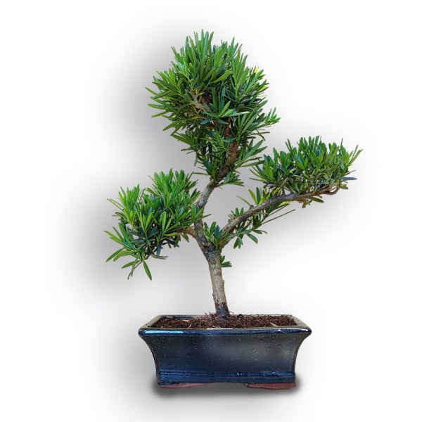 Bonsai Buddas priede (8086)