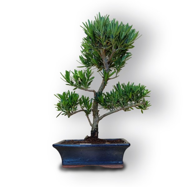 Bonsai Buddas priede (8087)