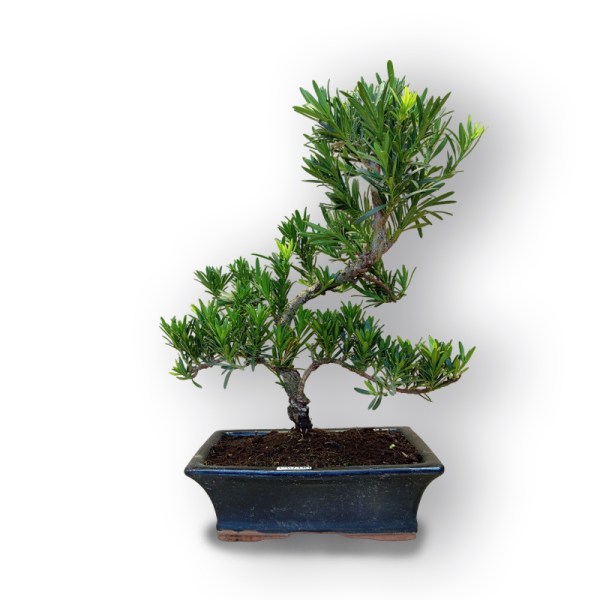 Bonsai Buddas priede (8088)