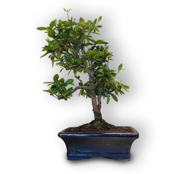 Acālija (Azalea japonica, 8099)