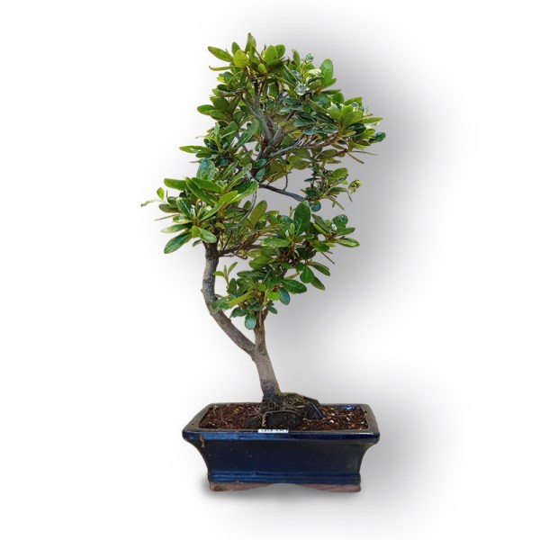 Acālija (Azalea japonica, 8100)