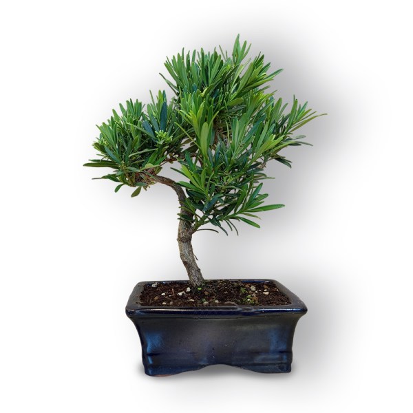 Bonsai Buddas priede (8101)