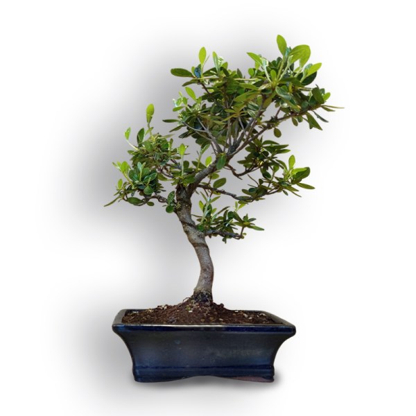 Acālija (Azalea japonica, 8102)