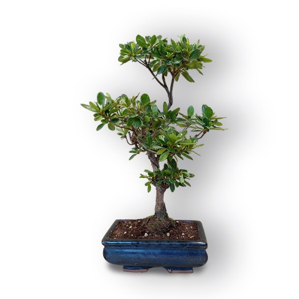 Acālija (Azalea japonica, 8103)