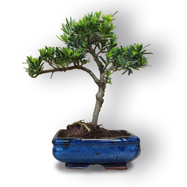 Bonsai Buddas priede (8104)