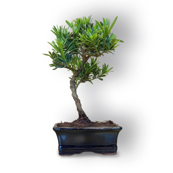Bonsai Buddas priede (8105)