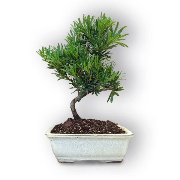 Bonsai Buddas priede (8106)