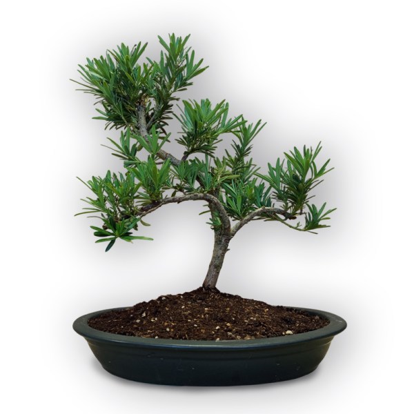 Bonsai Buddas priede (8107)