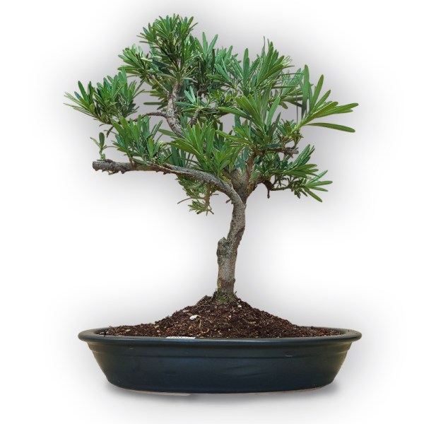 Bonsai Buddas priede (8108)