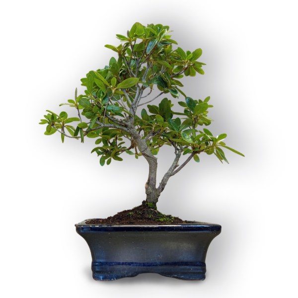 Acālija (Azalea japonica, 8109)