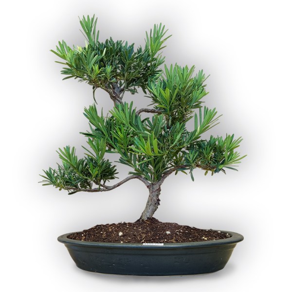 Bonsai Buddas priede (8110)