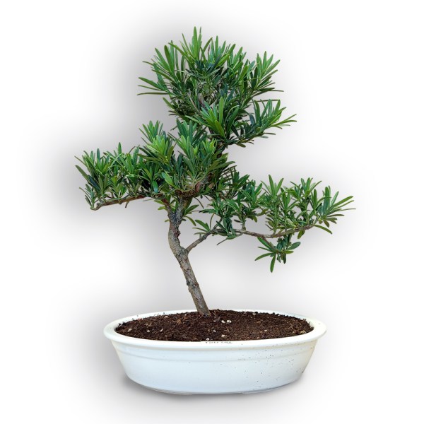 Bonsai Buddas priede (8111)