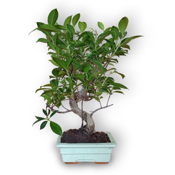 Bonsai fikuss (8123)