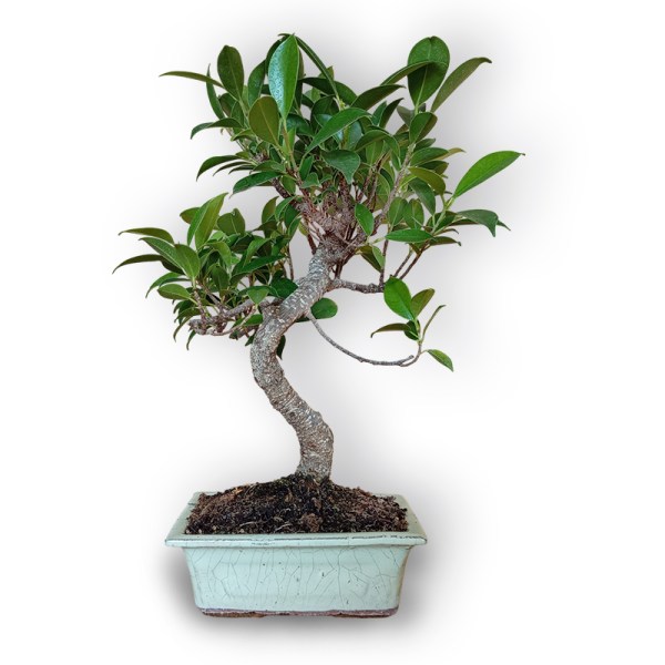 Bonsai fikuss (8124)