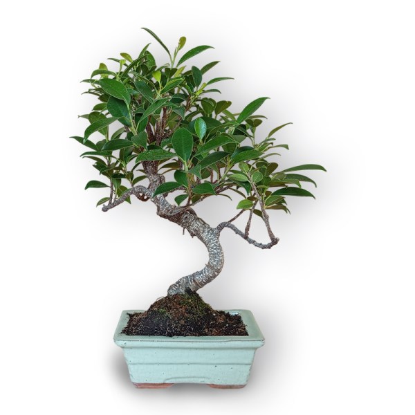 Bonsai fikuss (8125)
