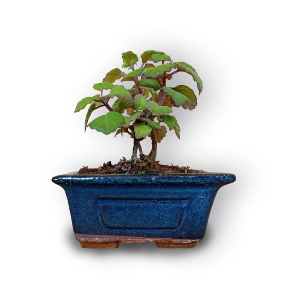 Piparmētras bonsai
