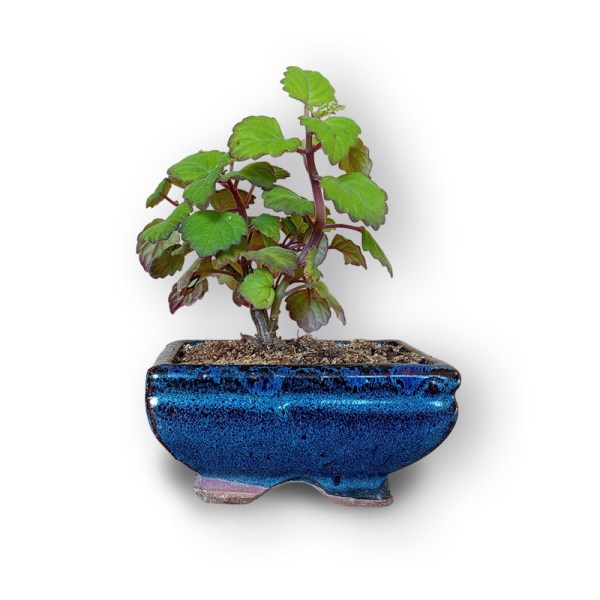 Piparmētras bonsai