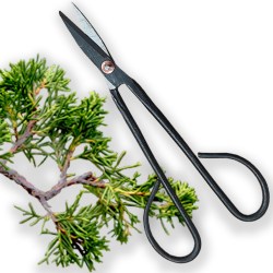  ar gariem rokturiem visiem iesācējiem un bonsai entuziastiem. Tradicionālā forma ir ideāli piemērota grūti sasniedzamu zaru un sakņu apgriešanai. 